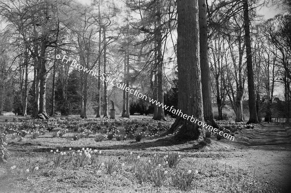 TREES AND PLANTS IN WOOD DAFFODILS